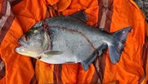 První ulovená piraňa, Surinam | na serveru Lidovky.cz | aktuální zprávy
