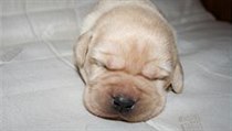 Fenka labradora dostala jméno Jackie | na serveru Lidovky.cz | aktuální zprávy
