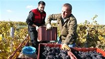 Sklizeň vína na viniční trati Růžená nad Bzencem - ilustrační foto | na serveru Lidovky.cz | aktuální zprávy