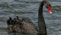 Black swan | na serveru Lidovky.cz | aktuální zprávy