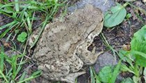 Ropucha obecná | na serveru Lidovky.cz | aktuální zprávy