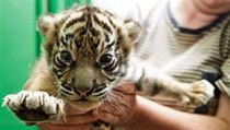 Chovatelé pražské zoo poprvé zvážili a prohlédli mláďata tygrů sumaterských, která se narodila 25. června. | na serveru Lidovky.cz | aktuální zprávy