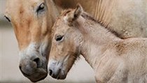 Po čtyřech letech se 2. srpna dopoledne narodilo v pražské zoo hříbě koně Převalského | na serveru Lidovky.cz | aktuální zprávy