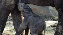 Pracovníci ostravské zoo se radují. V pátek narozené slůně začalo přirozeně pít mléko od matky | na serveru Lidovky.cz | aktuální zprávy