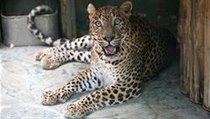Samce levharta cejlonského, který se jmenuje Arnold přivezli v sobotu 2. února do brněnské zoo ze Španělska | na serveru Lidovky.cz | aktuální zprávy