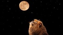 Lev při úplňku - ilustrační foto | na serveru Lidovky.cz | aktuální zprávy