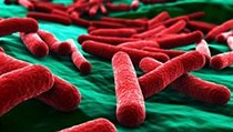 Bakterie E coli pod mikroskopem | na serveru Lidovky.cz | aktuální zprávy