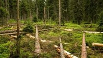 I přes odpor ekologů dřevorubci několik stromů pokáceli. | na serveru Lidovky.cz | aktuální zprávy