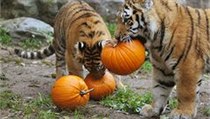 V Královéhradecké ZOO si v rámci Týdne duchů s dýněmi hrají i zvířata. | na serveru Lidovky.cz | aktuální zprávy