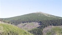 Krkonošské lesy postiženy kůrovcem Krkonošské lesy postiženy kůrovcem