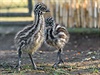 Tden star mlata emu hndho jsou odvn a zkoumaj sv okol