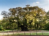 Piblin 800 let starý dub letní, který roste v Sherwoodském lese v anglickém...