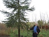 Tento cedr libanonský jsem ve svých lesích o rozloze 20 hektar zasadil na...