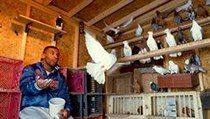 Mike Tyson se svými holuby. | na serveru Lidovky.cz | aktuální zprávy