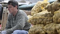 Soutěžní brambory | na serveru Lidovky.cz | aktuální zprávy