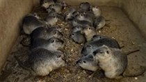 Farma nutrií Jana Kaplana čítá na sto padesát zvířat. | na serveru Lidovky.cz | aktuální zprávy