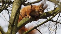 Veverka dovádí v zámeckém parku v Lednici na Břeclavsku, kde se příroda začíná naplno probouzet po dlouhé zimě. | na serveru Lidovky.cz | aktuální zprávy
