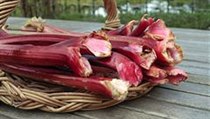 Rebarbora. | na serveru Lidovky.cz | aktuální zprávy