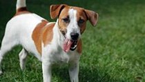 Jack Russell teriér - ilustrační foto. | na serveru Lidovky.cz | aktuální zprávy