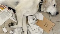 Labrador si ustlal na nepotřebných volebních lístcích. | na serveru Lidovky.cz | aktuální zprávy