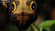 Dnes startuje další kanál od National Geographic | na serveru Lidovky.cz | aktuální zprávy