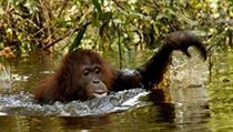 Vzácná situace, orangutan zkouší plavat | na serveru Lidovky.cz | aktuální zprávy
