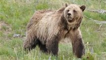 Grizzly | na serveru Lidovky.cz | aktuální zprávy