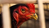 V Hongkongu se opět objevila nákaza virem H1N | na serveru Lidovky.cz | aktuální zprávy