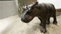 Desetidenní hrošičku Agátku - samičku Hrošíka liberijského představili v olomoucké zoo na Svatém kopečku | na serveru Lidovky.cz | aktuální zprávy