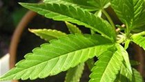 Marihuana v květináči (ilustrační foto) | na serveru Lidovky.cz | aktuální zprávy