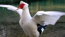 kachna pižmovka velká | na serveru Lidovky.cz | aktuální zprávy