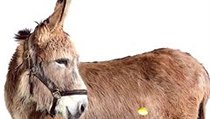 Oslíček se otřásá čím dál méně a boj o to, na kterou hromádku zlaťáky určené pro vědu dopadnou, proto sílí. | na serveru Lidovky.cz | aktuální zprávy