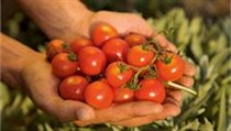 Cherry rajčata | na serveru Lidovky.cz | aktuální zprávy