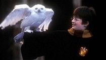 Harry Potter a jeho sova Hedvika. | na serveru Lidovky.cz | aktuální zprávy