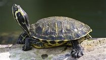 Trachemys scripta elegans, želva nádherná | na serveru Lidovky.cz | aktuální zprávy