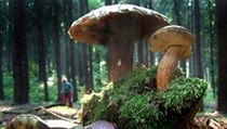 Hřib dubový (uprostřed) a hřiby hnědé, zvané též suchohřiby v lese poblíž Svatého Kopečku u Olomouce. | na serveru Lidovky.cz | aktuální zprávy