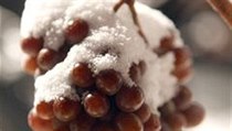 Letošní sklizeň ledového vína | na serveru Lidovky.cz | aktuální zprávy