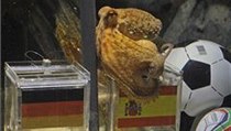 Věštící chobotnice | na serveru Lidovky.cz | aktuální zprávy