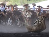 Kovbojové v Mexiku sledují padajícího býka bhem tradiních slavností.