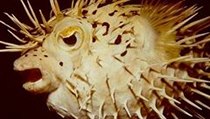 Smrtelně jedovatá ryba fugu se smí konzumovat jen v Japonsku. | na serveru Lidovky.cz | aktuální zprávy