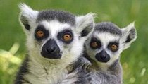Mláďata lemurů kata. | na serveru Lidovky.cz | aktuální zprávy