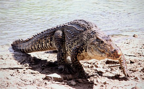 Na Kubu se ze védska vrátí ohroení krokodýli kubántí