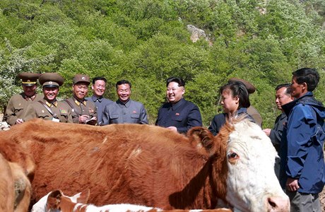 Kim ong-un na inspekci farmy zamené na chov skotu.