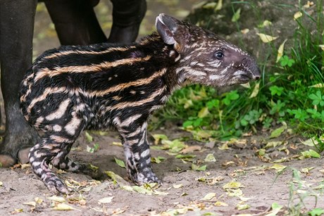 Mlád tapíra