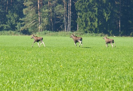 Turistka na umav vyfotila ti losy najednou.