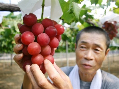 Hrozen vína se v Japonsku vydrail za rekordní dv st tisíc korun