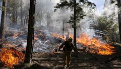 Lesní poáry jsou v Kalifornii asté. V oblasti rezervace San Bernardo National...