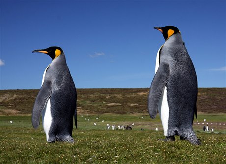 Na Falklandech mete spatit i kolonie tuák královských