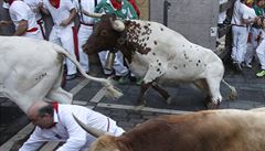 Útk ped býky ulicemi msta je souástí slavností Sanfermínes.