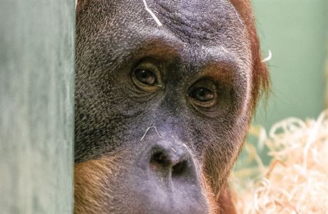 Do praské zoo se po pti letech vrátil trnáctiletý samec orangutana...